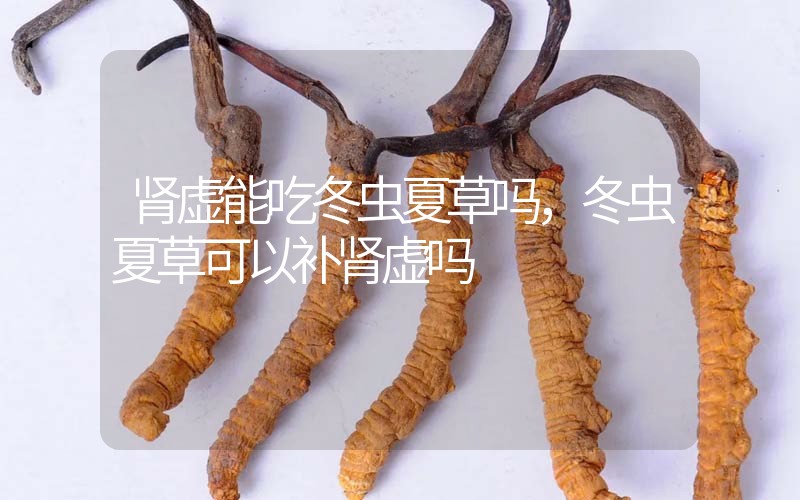腎虛能吃冬蟲(chóng)夏草嗎，冬蟲(chóng)夏草可以補(bǔ)腎虛嗎？