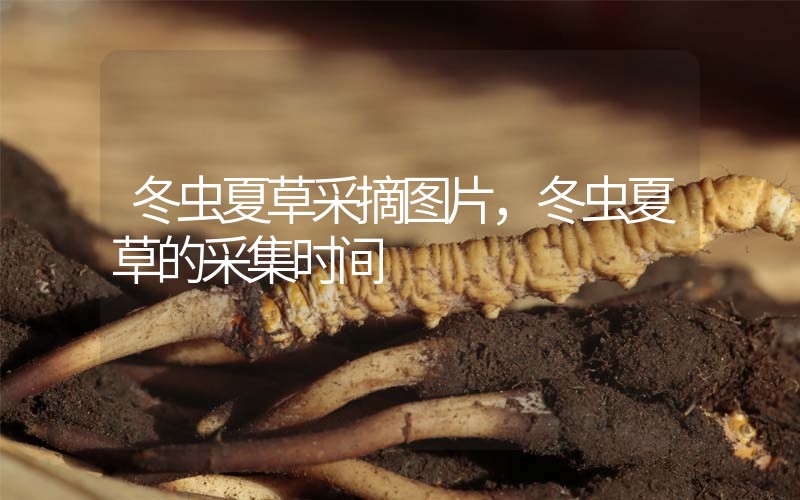 冬蟲夏草采摘圖片，冬蟲夏草的采集時間