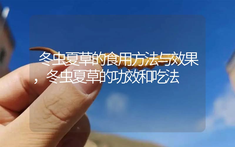 冬蟲夏草的食用方法與效果，冬蟲夏草的食用方法！