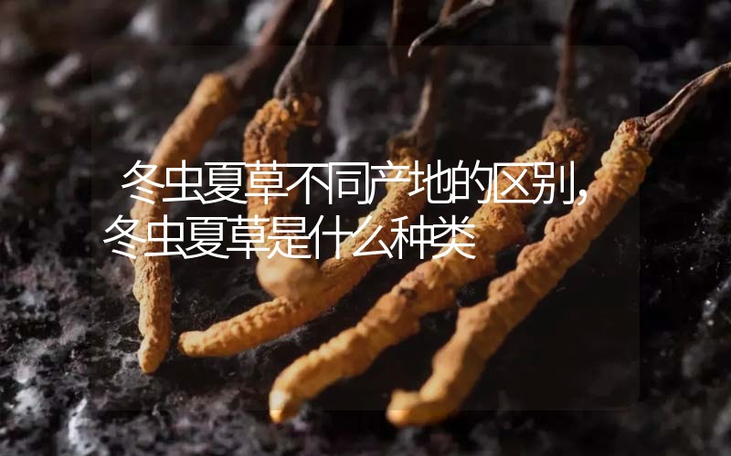 冬蟲夏草不同產(chǎn)地的區(qū)別，冬蟲夏草是什么種類