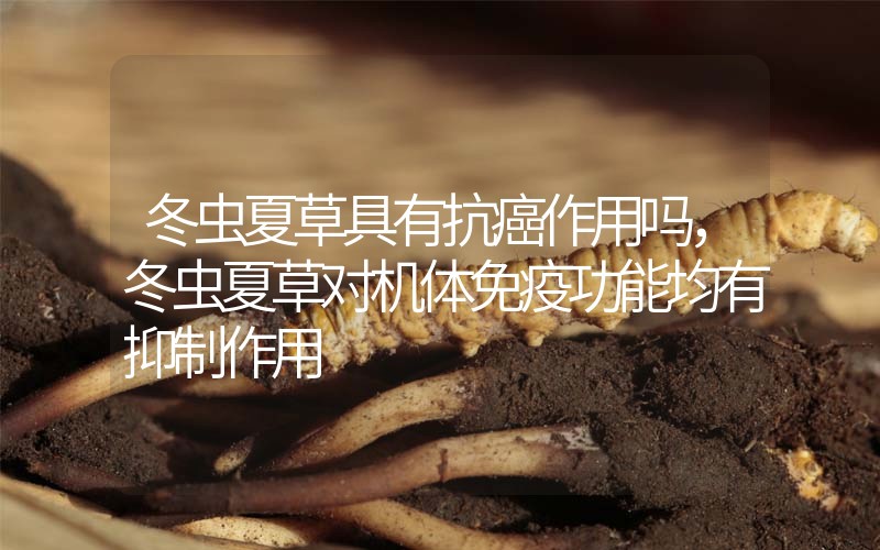 冬蟲夏草具有抗癌作用嗎，冬蟲夏草對(duì)機(jī)體免疫功能均有抑制作用
