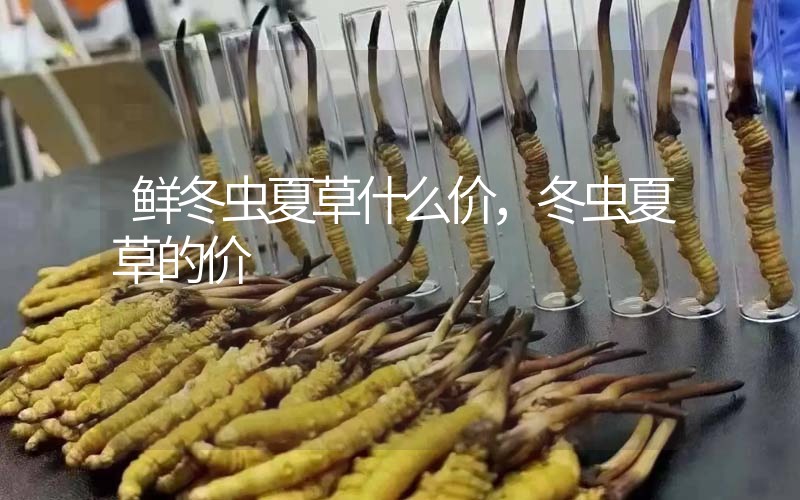 鮮冬蟲夏草什么價，冬蟲夏草的價格