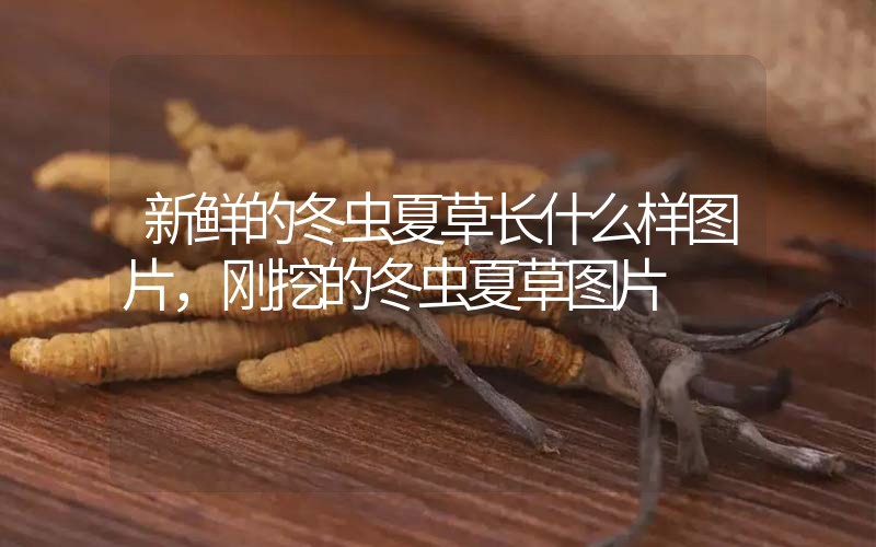 新鮮的冬蟲夏草長(zhǎng)什么樣圖片，剛挖的冬蟲夏草圖片