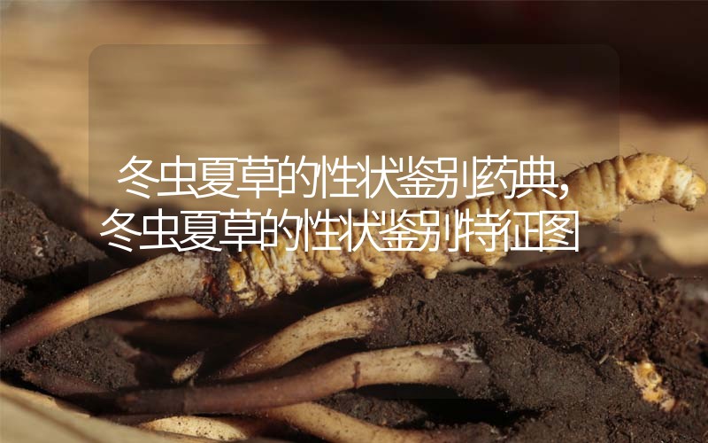 冬蟲夏草的性狀鑒別藥典，冬蟲夏草的性狀鑒別特征圖