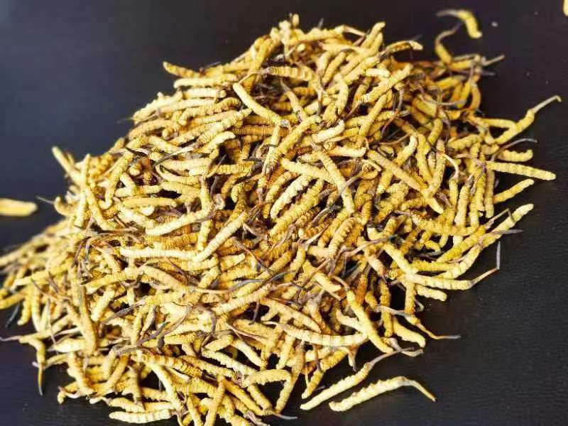 冬蟲夏草哪幾種食用方法比較好呢？推薦幾種參考