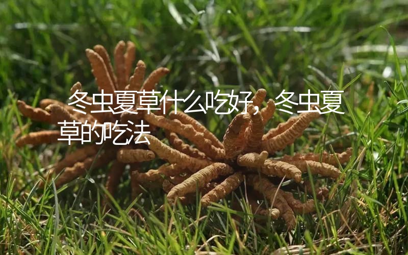 冬蟲夏草什么吃好，冬蟲夏草的吃法