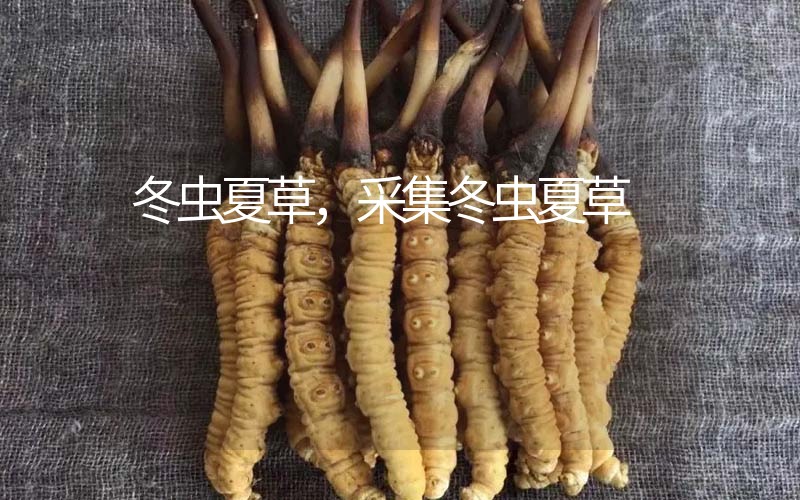 冬蟲夏草采挖時(shí)間，什么時(shí)候采集冬蟲夏草
