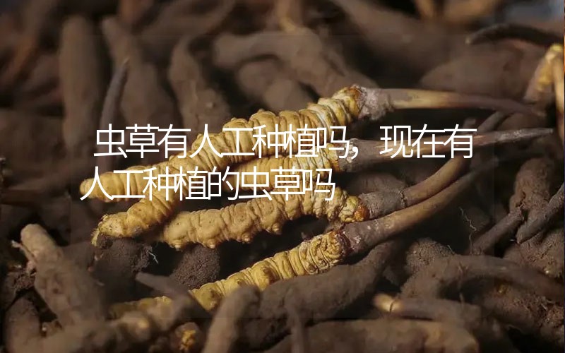 蟲草有人工種植嗎，現(xiàn)在有人工種植的蟲草嗎