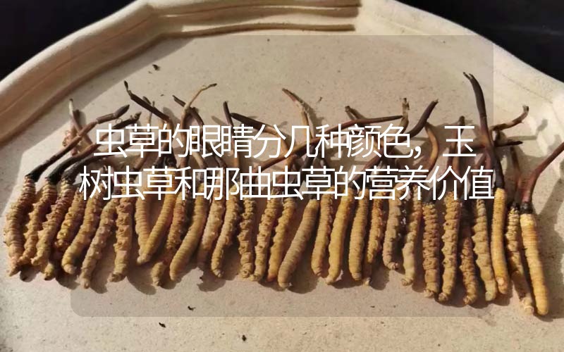 蟲草的眼睛分幾種顏色，玉樹蟲草和那曲蟲草的營(yíng)養(yǎng)價(jià)值