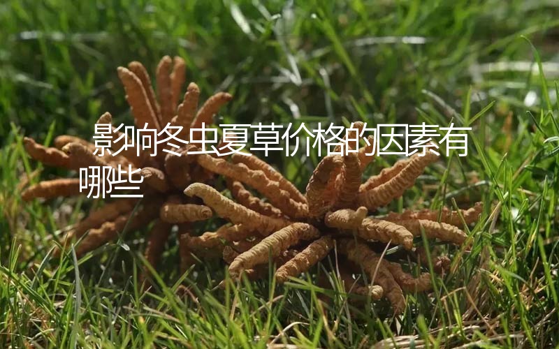 影響冬蟲(chóng)夏草價(jià)格的因素有哪些？