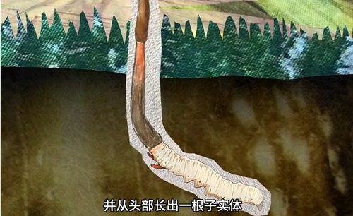 冬蟲夏草到底是蟲還是草？你猜到了嗎？