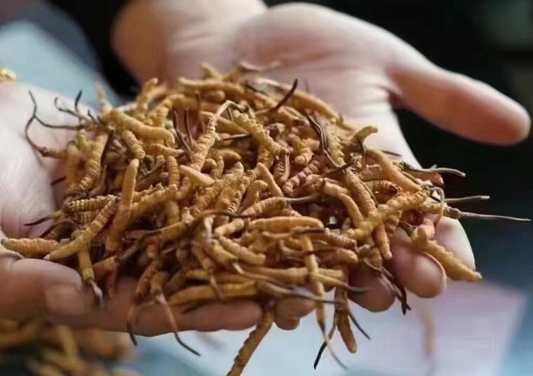 新鮮冬蟲夏草怎么洗最好？新鮮冬蟲夏草怎么清洗？