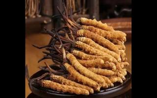 為什么藏民手里的蟲(chóng)草比網(wǎng)上貴？