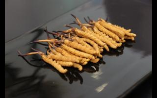 不合格的冬蟲夏草有哪些？