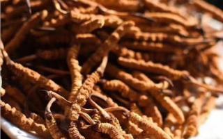 影響冬蟲(chóng)夏草價(jià)格的因素有哪些？