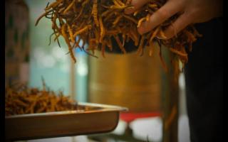 南方冬蟲(chóng)夏草怎么防潮 不會(huì)變質(zhì)？