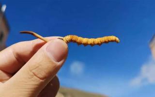 體驗(yàn)純凈的自然風(fēng)味，選擇冬蟲(chóng)夏草