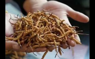 冬蟲夏草，體驗(yàn)來自高原的自然滋味
