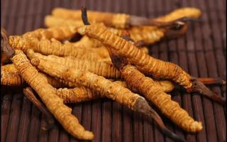 新鮮的冬蟲夏草怎么保存不會變質(zhì)？