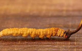 網(wǎng)上的冬蟲夏草能不能購(gòu)買-會(huì)不會(huì)買到假貨？