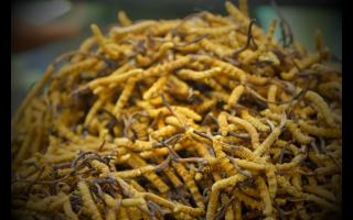 網(wǎng)上購(gòu)買的冬蟲夏草為何如此便宜？