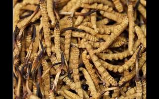高品質(zhì)冬蟲(chóng)夏草，全程人工采挖值得信賴！