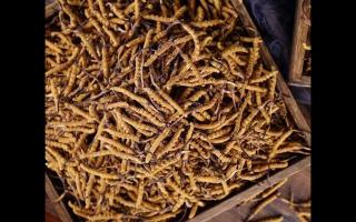 購(gòu)買大量冬蟲夏草時(shí)應(yīng)如何保存，才不會(huì)變質(zhì)！