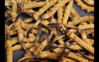 凍干的冬蟲夏草品質(zhì)如何！與新鮮的相比如何？