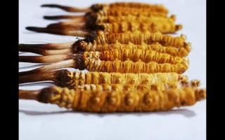 冬蟲夏草里為何會有斷草、牙簽草、癟草之類的！