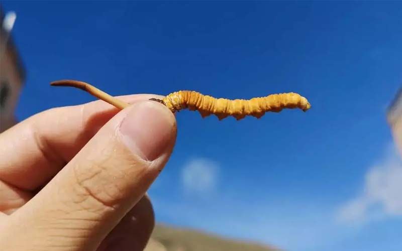 如何妥善保存新鮮的冬蟲夏草和干燥蟲草？