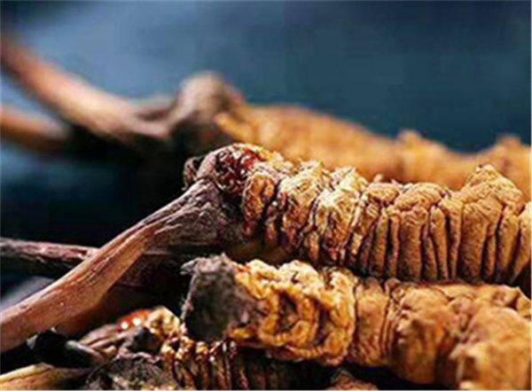 真的冬蟲(chóng)夏草多少錢(qián)一斤？冬蟲(chóng)夏草2023價(jià)目表