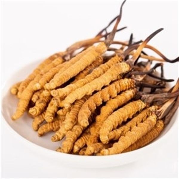 冬蟲(chóng)夏草防治什么病？冬蟲(chóng)夏草的藥用價(jià)值