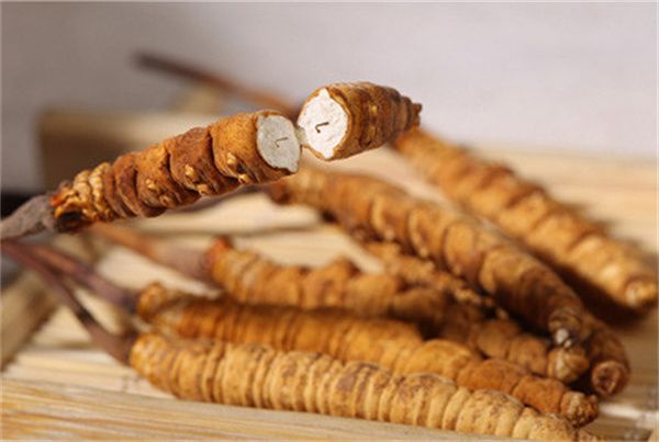冬蟲(chóng)夏草怎么食用？冬蟲(chóng)夏草的食用指南