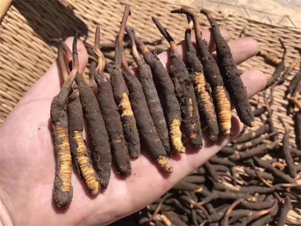 新鮮的冬蟲(chóng)夏草怎么保存方法？讓珍貴之草保持活力