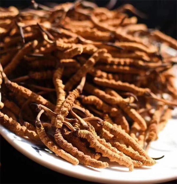 冬蟲(chóng)夏草和什么一起吃效果好？冬蟲(chóng)夏草的4種搭配食材