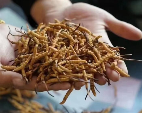冬蟲夏草是怎么形成的？冬蟲夏草形成的主要步驟