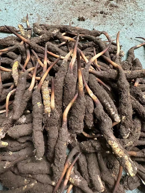 手術(shù)后能否食用冬蟲夏草？專家解答與術(shù)后康復(fù)建議