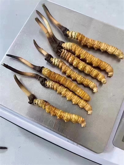 冬蟲夏草煮還是泡好？?jī)煞N食用方法的對(duì)比分析