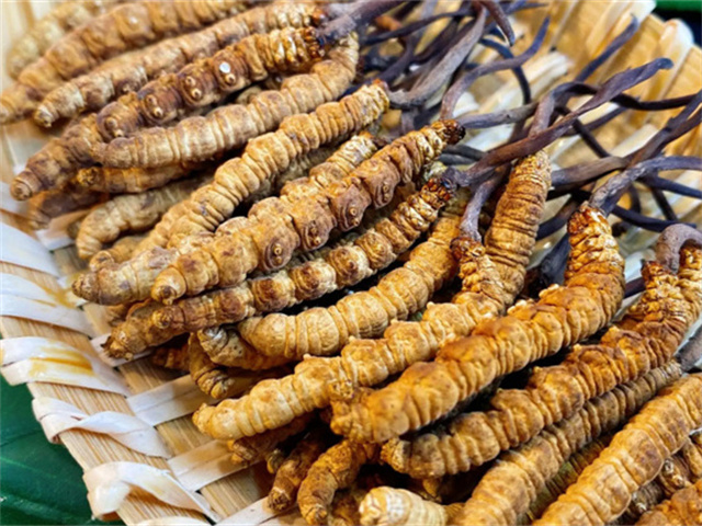 天然冬蟲夏草是怎么形成的？天然冬蟲夏草的形成過程