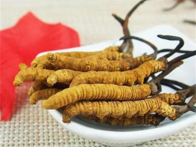 冬蟲(chóng)夏草怎么食用？冬蟲(chóng)夏草的4種食用方法