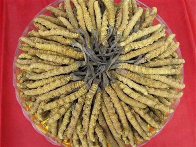 冬蟲夏草價(jià)格一克多少錢？影響冬蟲夏草價(jià)格的4個(gè)因素