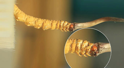 冬蟲夏草新鮮好嗎？解密新鮮蟲草的獨(dú)特價值