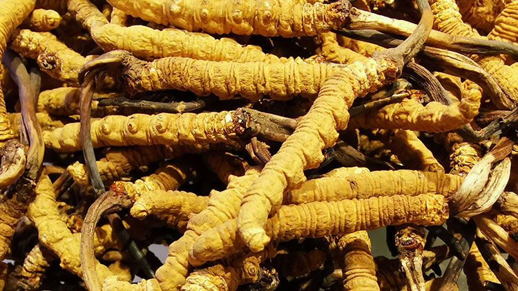 冬蟲夏草是什么味道？揭秘“軟黃金”的獨特風(fēng)味