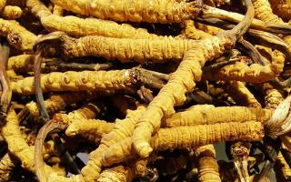 冬蟲夏草是什么味道？揭秘“軟黃金”的獨特風(fēng)味