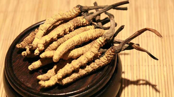 冬蟲夏草的價格一克：為何如此昂貴？