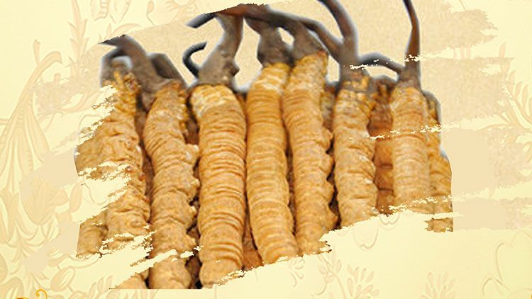 冬蟲夏草御寒效果好嗎？科學(xué)解讀其抗寒機(jī)制