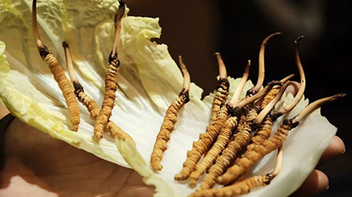 冬蟲夏草：干草與鮮草的終極對(duì)比，哪種更適合你？