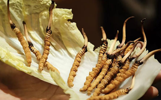 冬蟲夏草：干草與鮮草的終極對(duì)比，哪種更適合你？