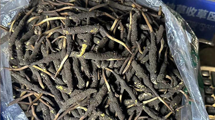 冬蟲(chóng)夏草可以吃鮮的嗎？一文為你揭秘