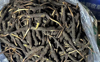 冬蟲(chóng)夏草可以吃鮮的嗎？一文為你揭秘
